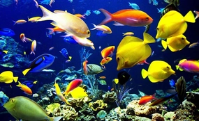 520 Piece Jigsaw Puzzle Schools of Colourful Tropical Fish Swimming in The Reef School Supplies Challenge Educational Game Adults Animal Plant Wooden Puzzles Nature Props Kid Unzip Toy 20.5x15 Inch