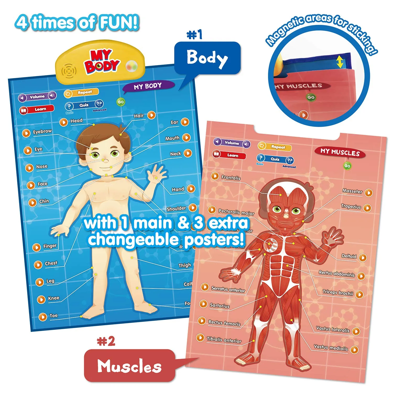 BEST LEARNING i-Poster My Body - Interactive Educational Human Anatomy Talking Game Toy System Poster to Learn Body Parts, Organs, Muscles and Bones for Kids Aged 5 to 12 Years Old
