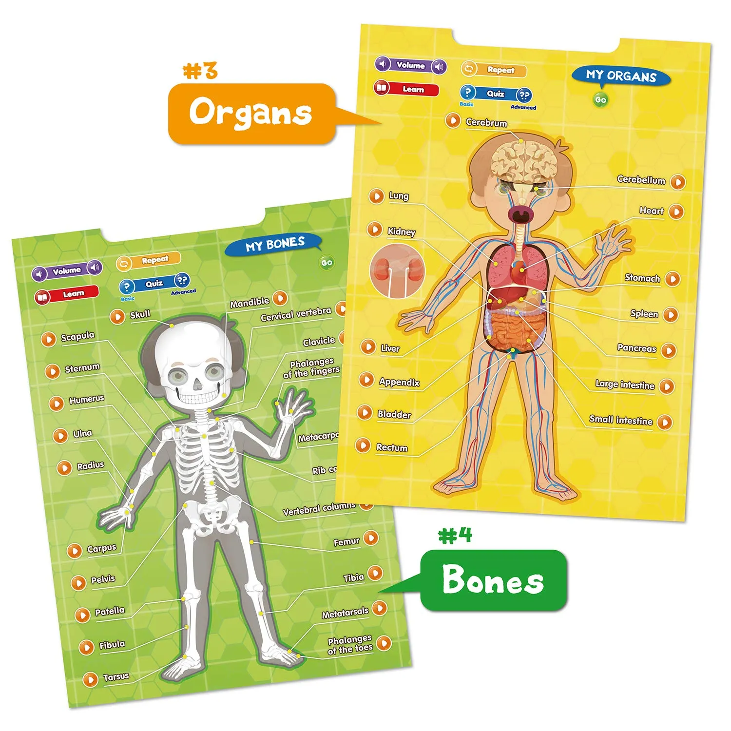 BEST LEARNING i-Poster My Body - Interactive Educational Human Anatomy Talking Game Toy System Poster to Learn Body Parts, Organs, Muscles and Bones for Kids Aged 5 to 12 Years Old