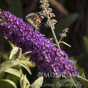 Buddleia 'Black Knight' ~ Monrovia® Black Knight Butterfly Bush