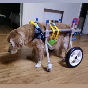 Dog Wheelchair Doggy Full Support Bike Trailer 4 Wheel, Old Carts for All Legs Medium Dogs, Weak Mobility Aid Trolley, Recover Large Pet