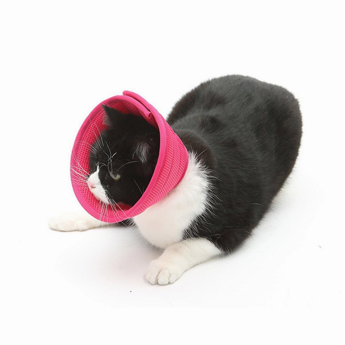 Elizabethan Collar Anti Licking Biting Pet Collar for Cats and Dogs Recovery Use