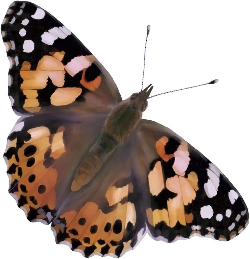 Insect Lore Cup of Live Baby Caterpillars with Figurines | Butterfly Kit Refill - Plus Butterfly Life Cycle Stages Toy Figurines | 5 Painted Lady Caterpillars Shipped Now