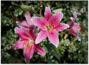 Jigsaw Puzzles 500 Pieces for Adult Pink Lily Stargazer Flowers an English Garden Puzzle Game for Family Wooden Puzzle Toy Educational Games Puzzles for Home Decor