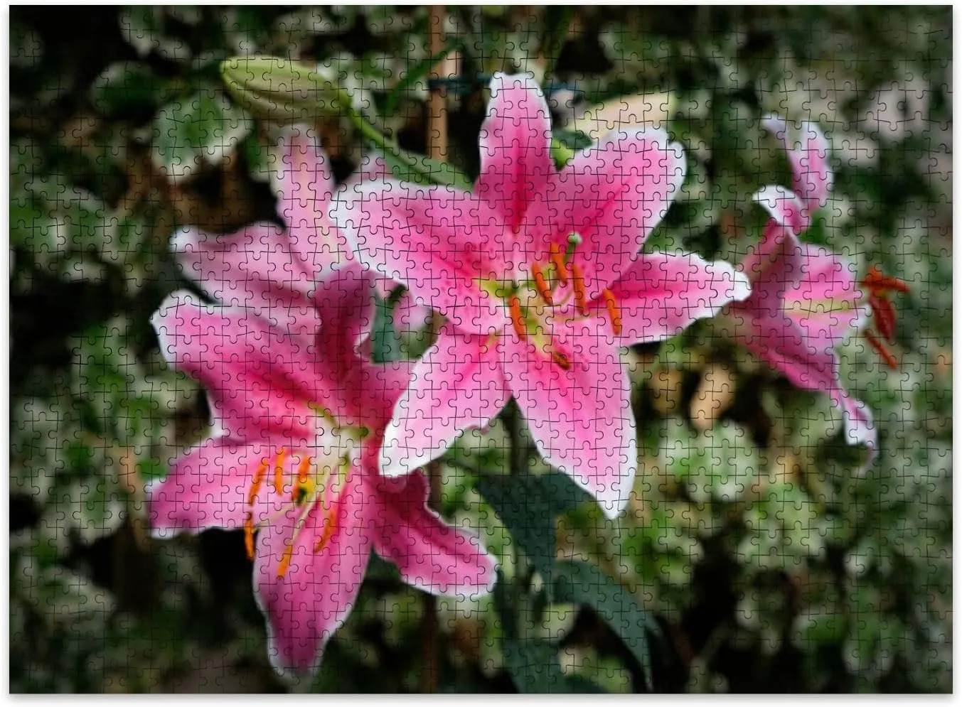 Jigsaw Puzzles 500 Pieces for Adult Pink Lily Stargazer Flowers an English Garden Puzzle Game for Family Wooden Puzzle Toy Educational Games Puzzles for Home Decor
