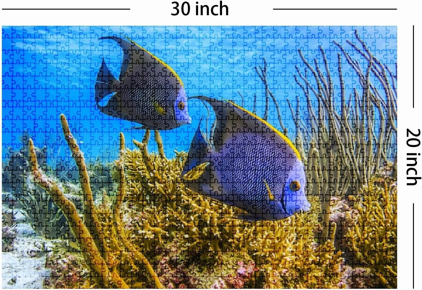 Jigsaw Puzzles 1000 Pieces for Adult Chan Marine French Angelfish Caribbean Ambergris Caye Puzzle Game for Family Wooden Puzzle Toy Educational Games Puzzles for Home Decor