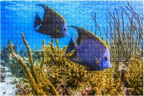 Jigsaw Puzzles 1000 Pieces for Adult Chan Marine French Angelfish Caribbean Ambergris Caye Puzzle Game for Family Wooden Puzzle Toy Educational Games Puzzles for Home Decor
