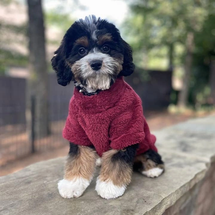 Soft Plush Pet Pullover - Burgundy