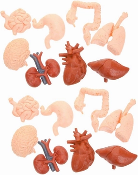 TOYANDONA 2 Set Human Organ Model Kit for Boys and Girls Anatomical Toys Brain Heart Stomach Lungs Liver Kidneys Learning Tools