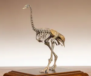 VWUVWU 1:10 Scale Aepyornis Figure Aepyornithidae Skeleton Collector Resin Animal Model GK Dinosaur Decor Gift for Adult (1/10)
