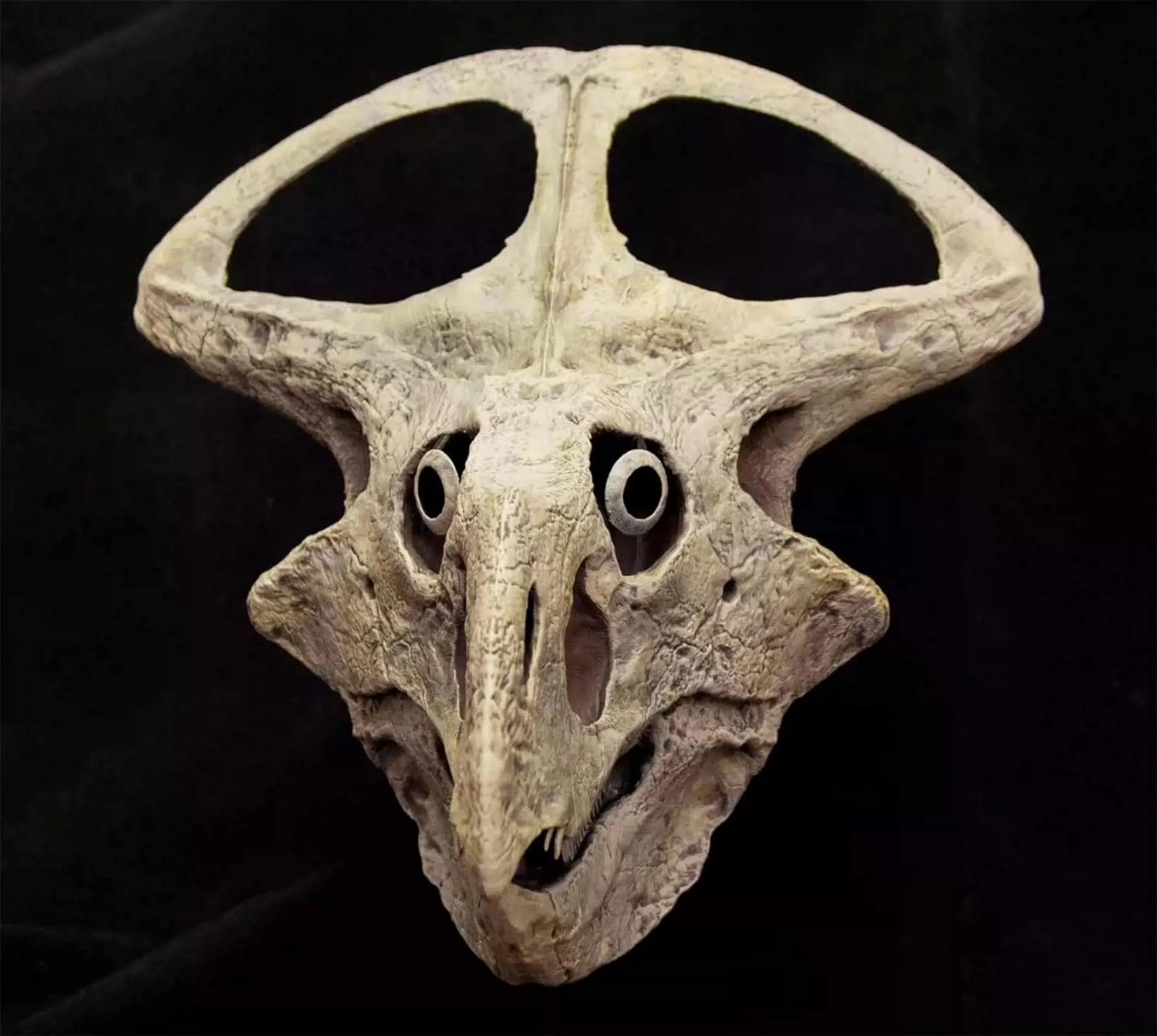 VWUVWU 1:3 Scale Protoceratops Skull Figure Ceratopsidae Realistic Dinosaur Skeleton Animal GK Decor Resin Model Gift for Adult
