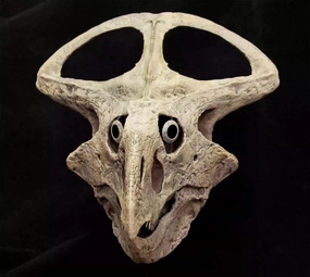 VWUVWU 1:3 Scale Protoceratops Skull Figure Ceratopsidae Realistic Dinosaur Skeleton Animal GK Decor Resin Model Gift for Adult